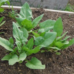 Winter Giant Spinach