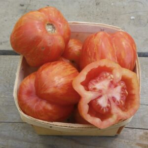 Tomate Striped Cavern
