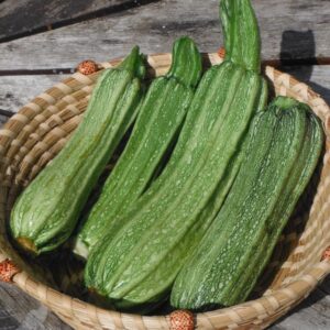 Costata Romanesca Zucchini