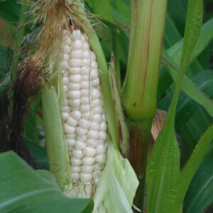 Luther Hill Dwarf Sweet Corn