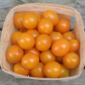 Tomate Cerise Orange Douce II