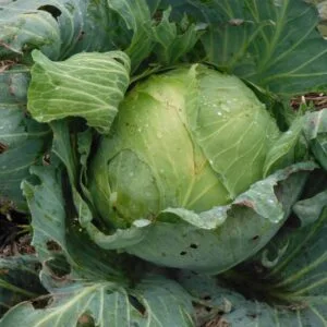 Tancook Island Cabbage