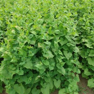 Sarrasin de Tartarie