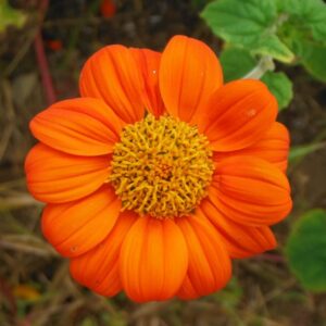 Torch Tithonia
