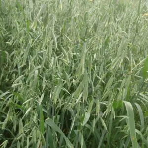 Vicar Hulless Oats