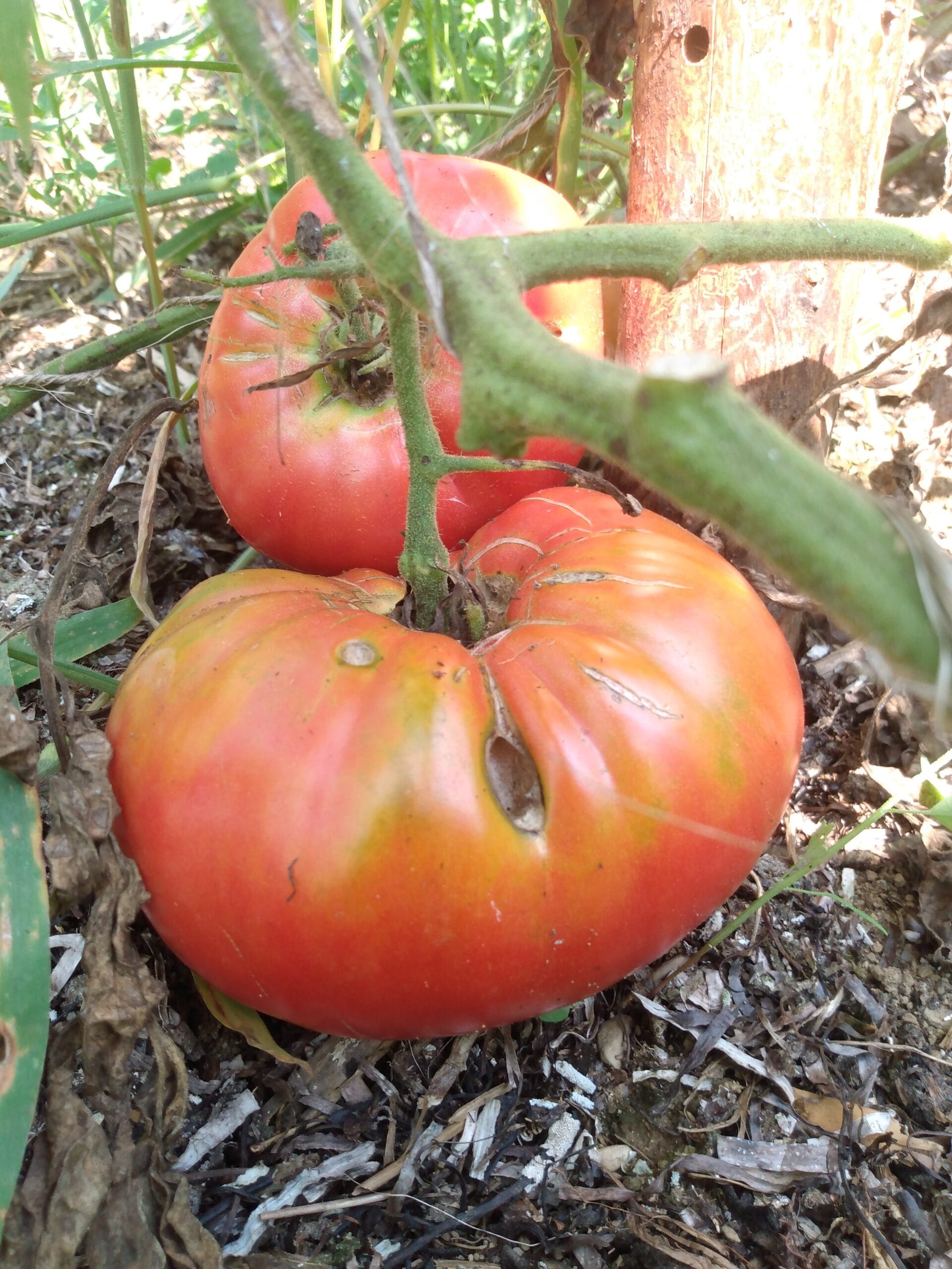 Wentzell Tomato (extra early pink brandywine) - Yonder Hill Farm