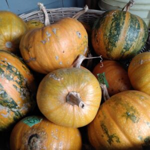 Citrouille de Styrie