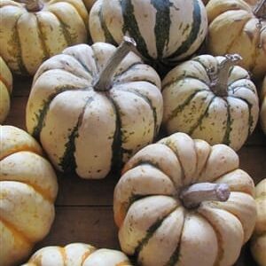 Sweet Dumpling Squash