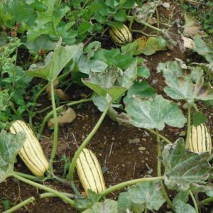 Courge Delicata Zeppelin
