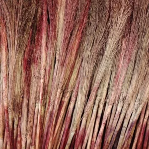 Sorgho à balai Hongrois Noir