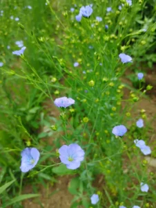 linore flax in bloom