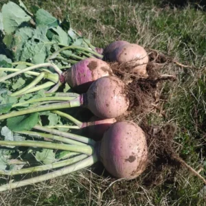 Rutabaga Laurentien